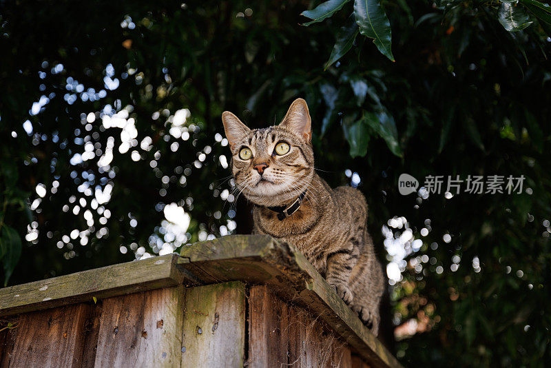 条纹猫在木栅栏上休息