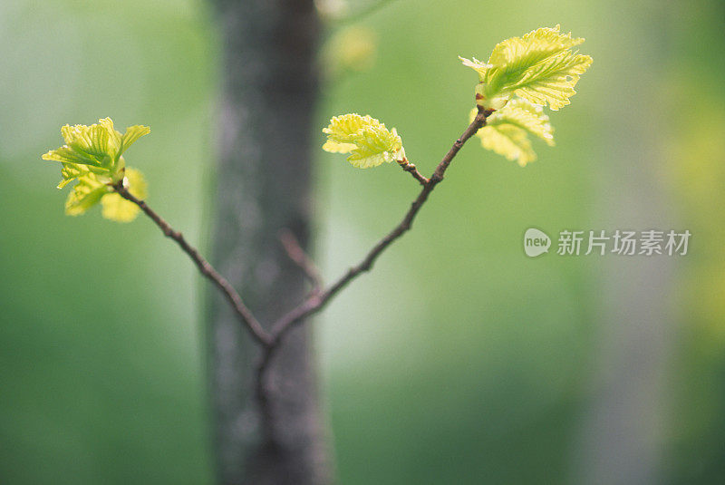 有新鲜芽的春树树枝