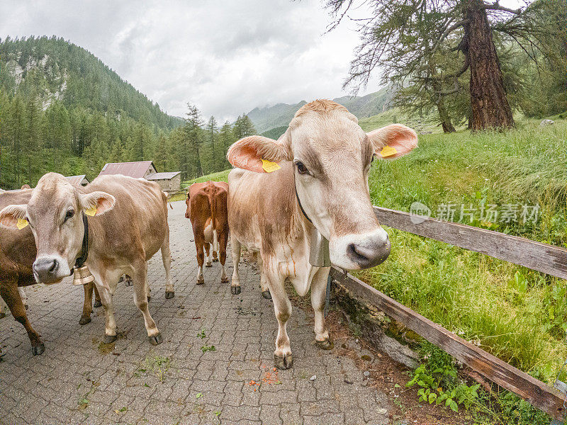 在瑞士阿尔卑斯山的一个农场，等待挤奶的牛