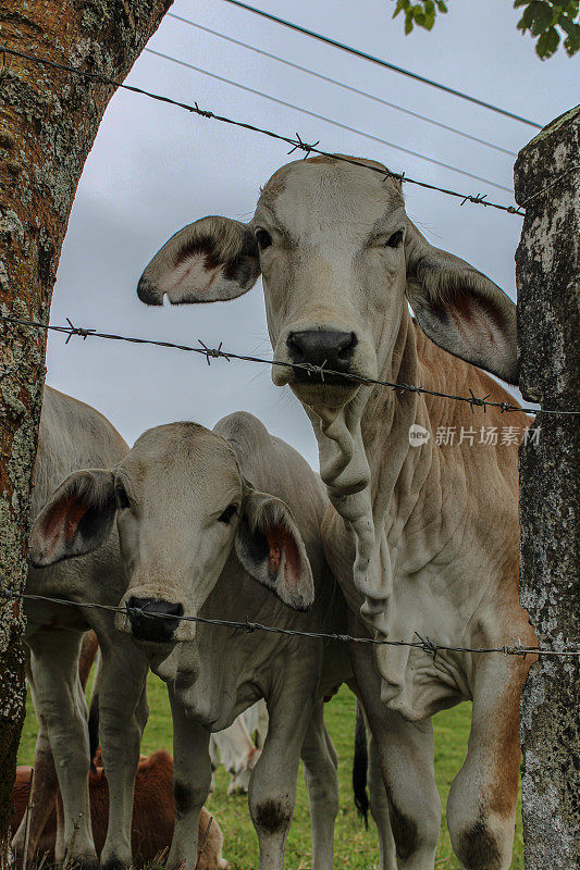 农场里倒刺铁丝网后面的奶牛的垂直镜头