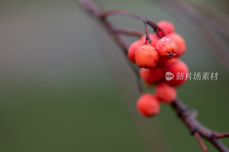 花楸在树枝上。