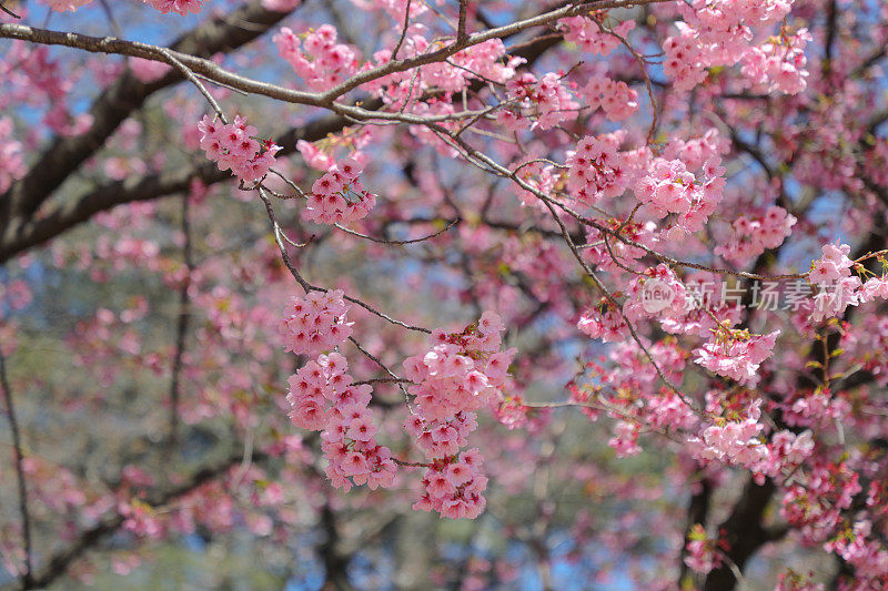 春天樱花的特写图像