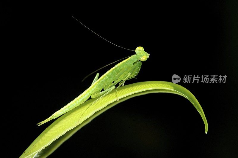 螳螂在曲线蕨叶上的动物行为。