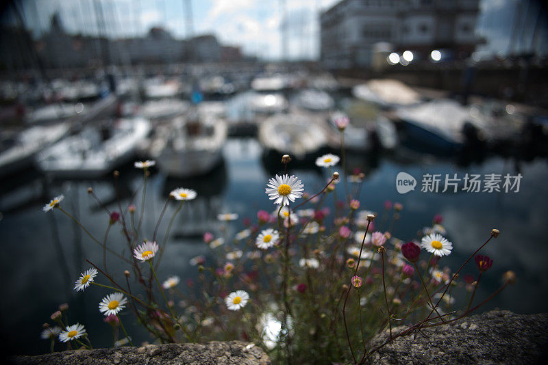 一束野花在城市中停泊的游艇的模糊背景上