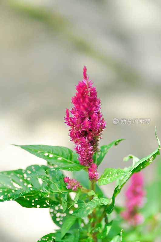 苋科，凤仙花或石竹科或凤仙花或鸡冠