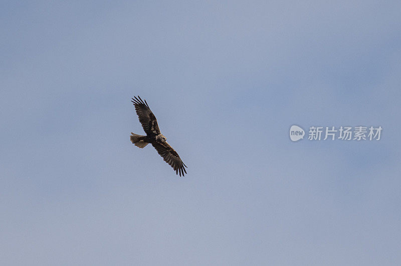 西部沼泽鹞在天空中高高地飞翔