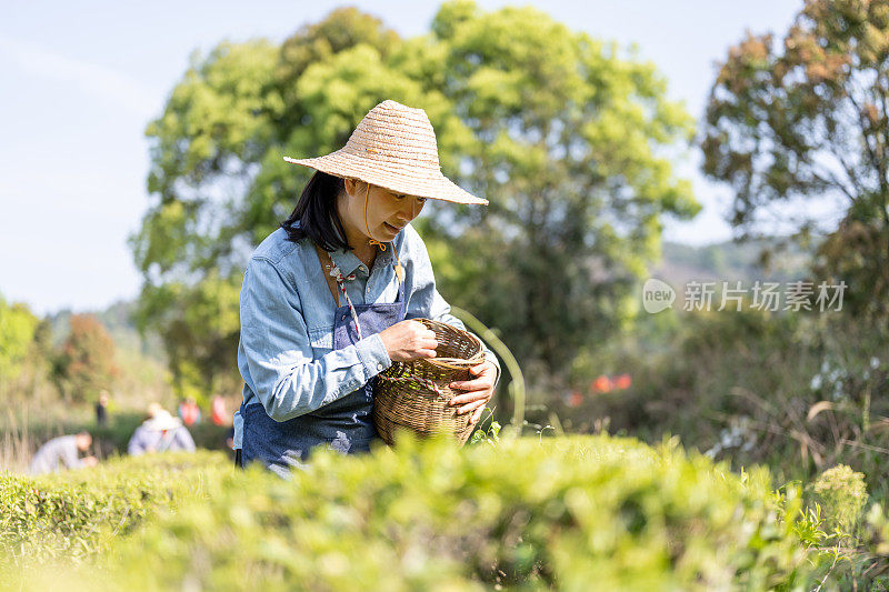 一位亚洲妇女在有机茶园采茶