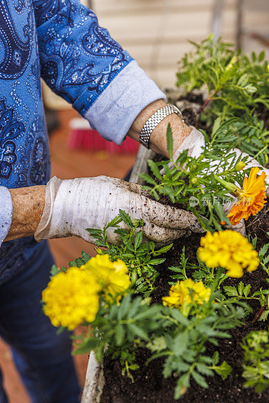 花移植。春季种植黄色和橙色的金盏花幼苗，用于户外家居装饰，特写与重点放在手上。