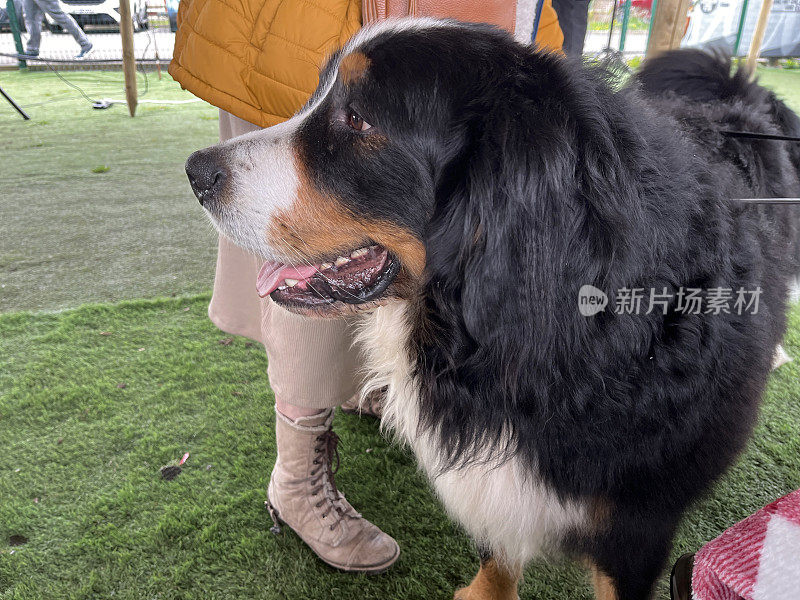 伯尔尼山犬特写