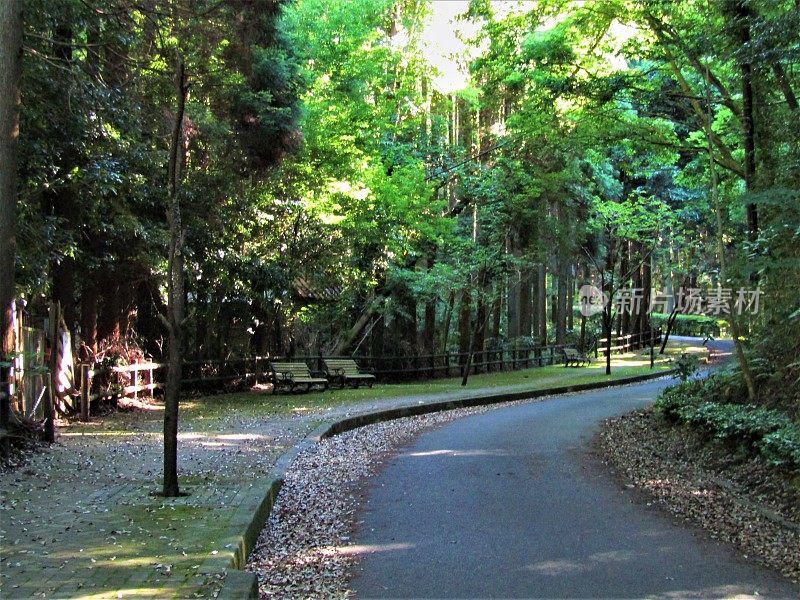 日本。五月森林中的道路和人行道。的印象。