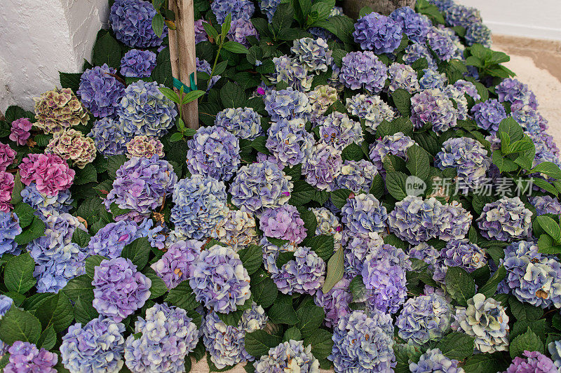 2023年春天，在佛罗里达州棕榈滩的一个舒适的花园中，各种色彩鲜艳的蓝色，紫色和白色绣球花植物在明亮的自然户外光线下盛开