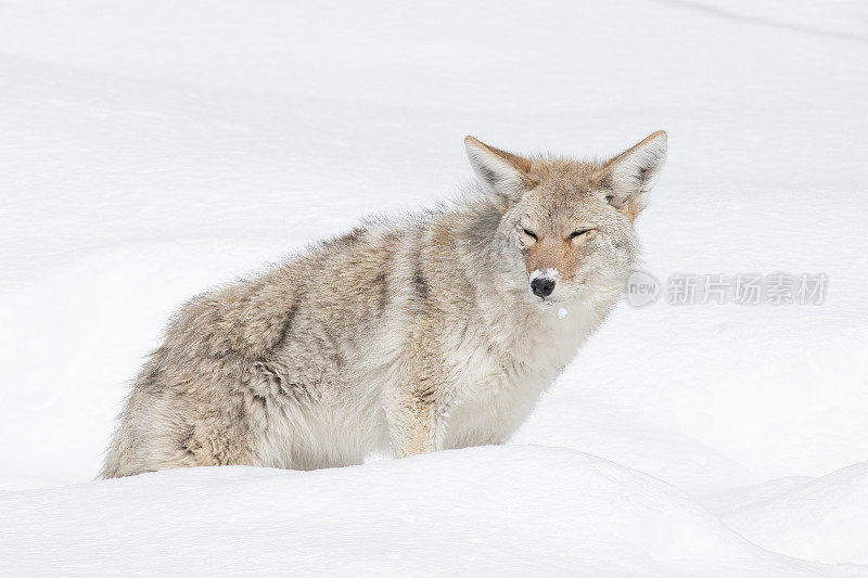 在北美美国西部的黄石生态系统中，土狼在厚厚的积雪下寻找食物，看起来很疲惫