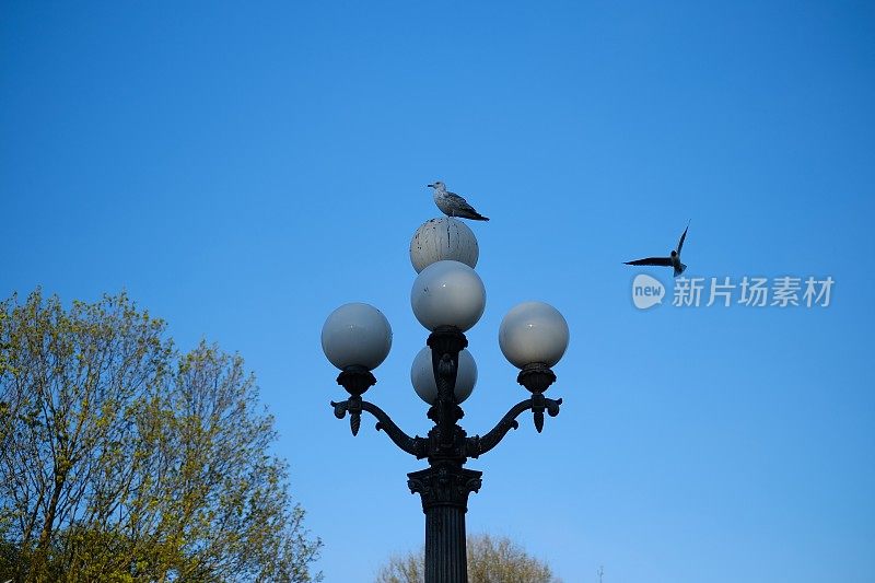 海鸥飞过街灯