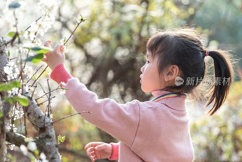 一个小女孩正在盛开的梅林里观察梅花