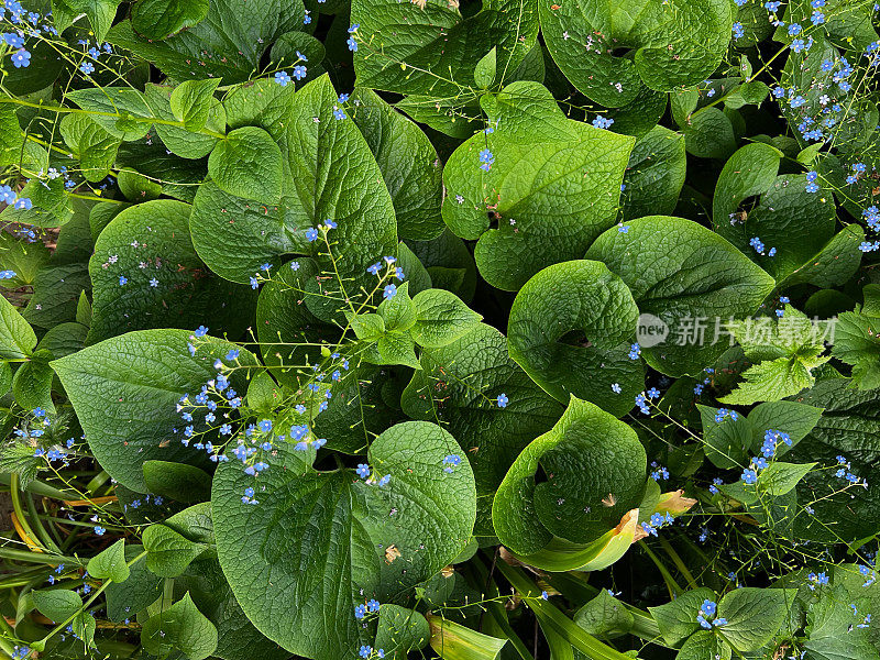 Brunnera西伯利亚Bugloss假勿忘我植物