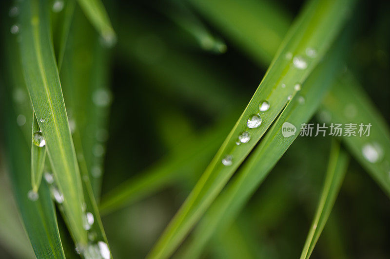 近景:被雨水浸湿的草叶