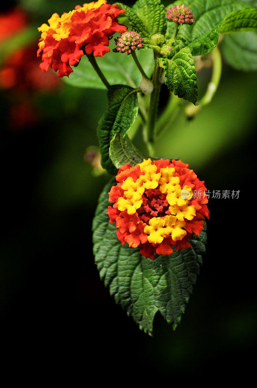 红色和黄色的花朵背景