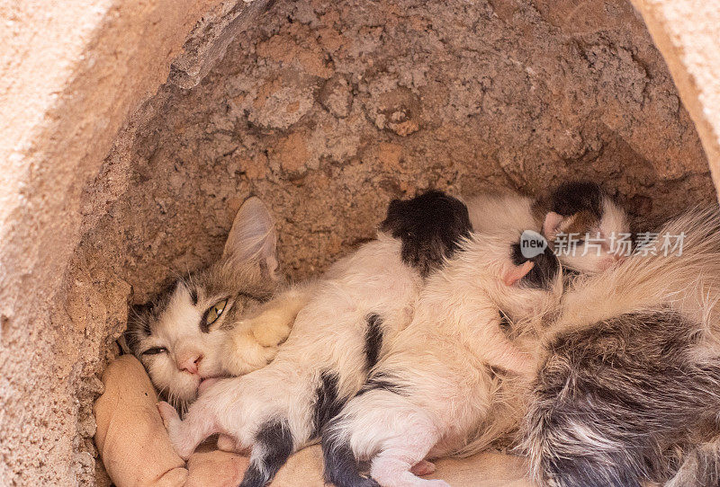 摩洛哥马拉喀什麦地那地区的流浪猫