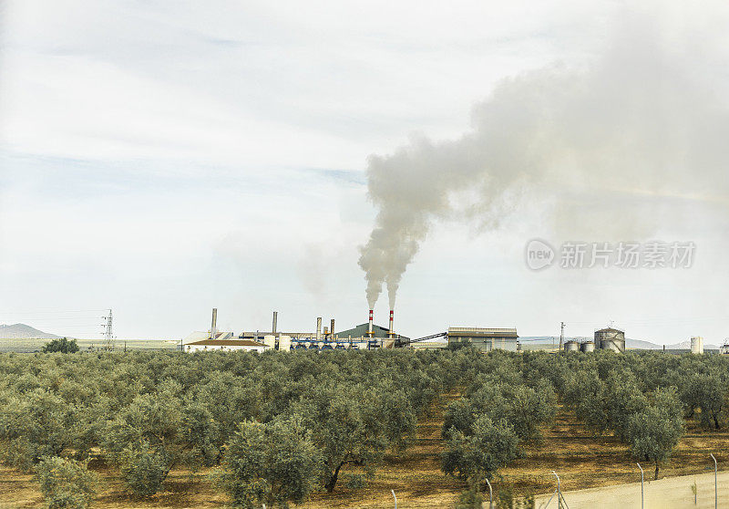 橄榄树种植园的背景是一个向大气中排放气体的工业工厂。