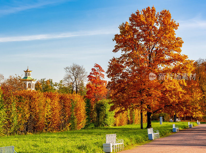 俄罗斯圣彼得堡，亚历山大公园的秋叶