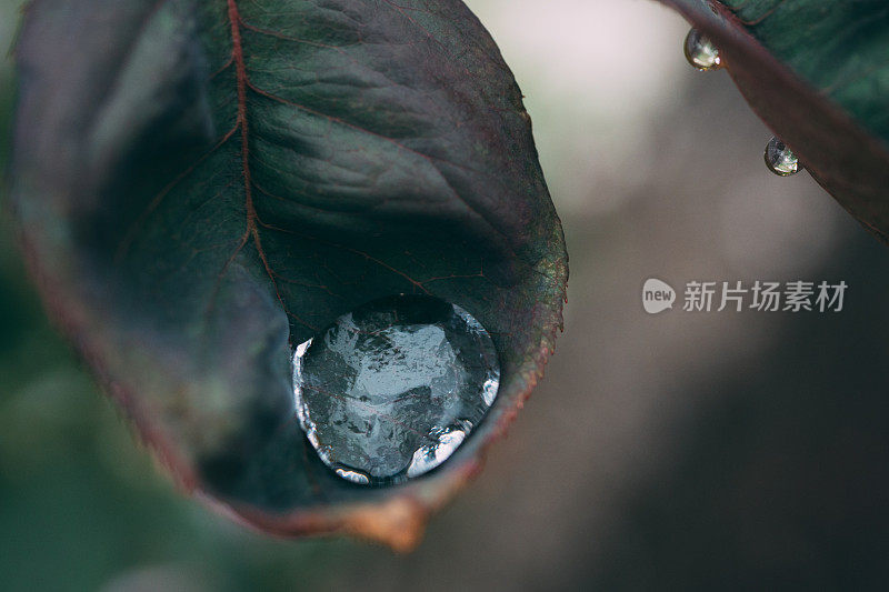 雨滴落在玫瑰叶子上的图像