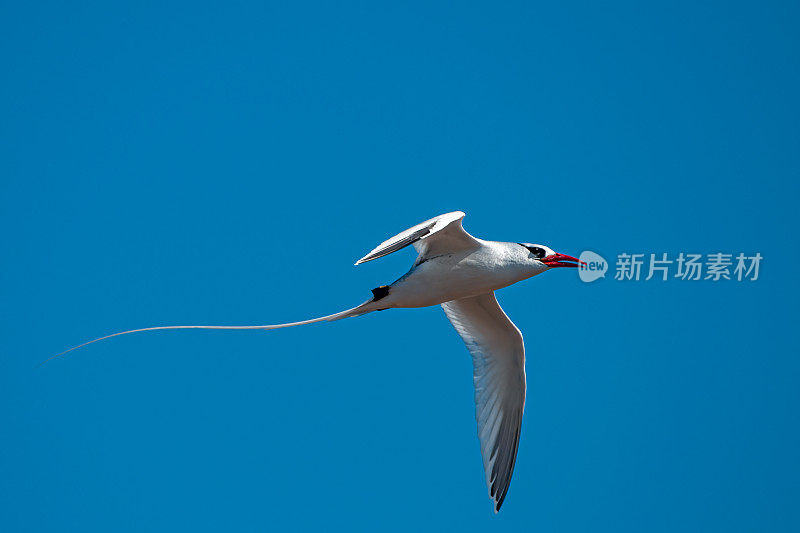 莎莉轻足蟹，葡萄，埃加斯港，詹姆斯岛，圣地亚哥岛，圣地亚哥岛，加拉帕戈斯群岛国家公园，厄瓜多尔。节肢动物门甲壳纲动物。