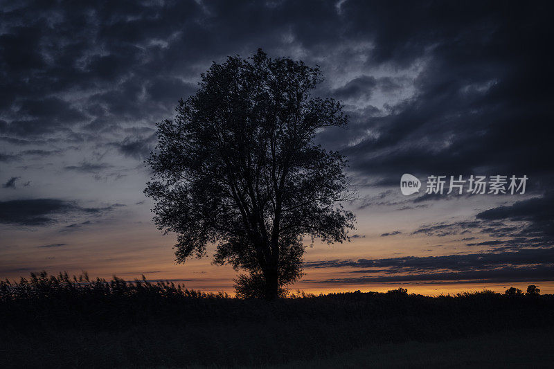 黄昏时，农田间的土路上，一棵柳树的剪影