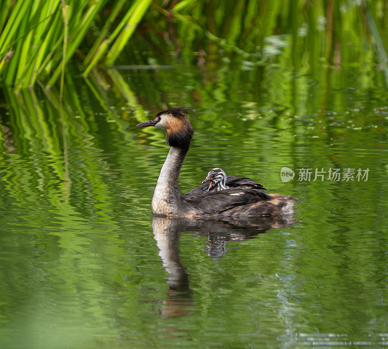 带着小鸡的大凤头grebe，挪威奥斯陆