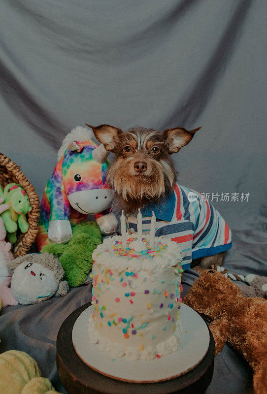 有蛋糕的狗狗生日派对