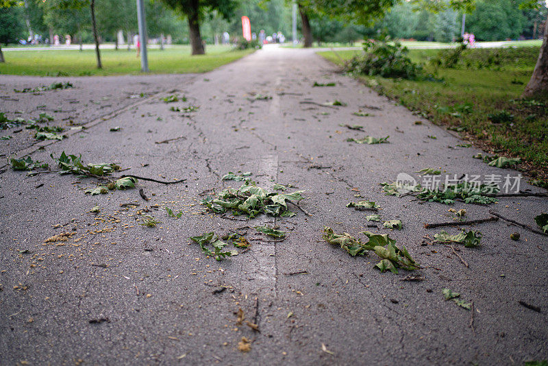 暴风雨过后潮湿的小路上的树叶和小树枝