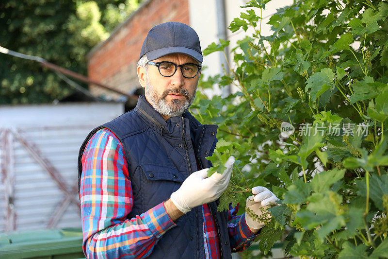 一位资深农民用化学药品保护后院的植物