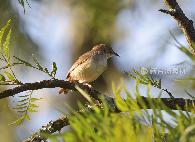 用颤声说Cisticola