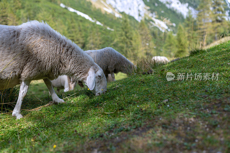 斯洛文尼亚Vršič山上牧场上的绵羊。