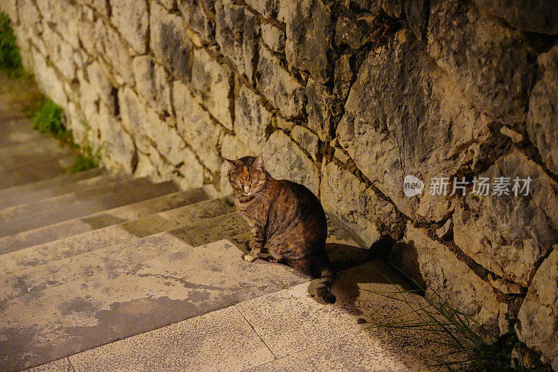 街上的猫