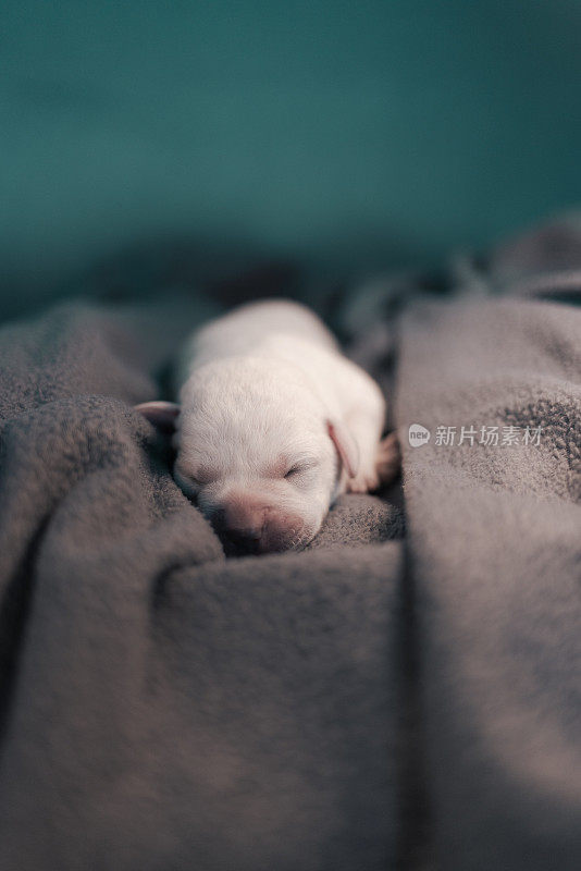 第六天新生的白色拉布拉多犬躺在毯子上