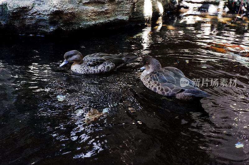 池中灰鸭与锦鲤游泳的选择性焦点。