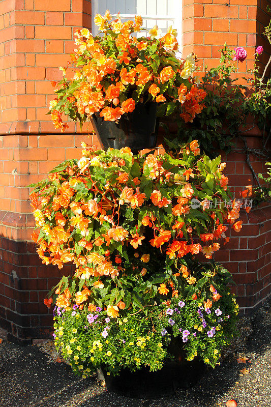 明亮美丽的橙色秋海棠和其他花朵在英国什罗普郡的什鲁斯伯里形成了一个可爱的夏季展示