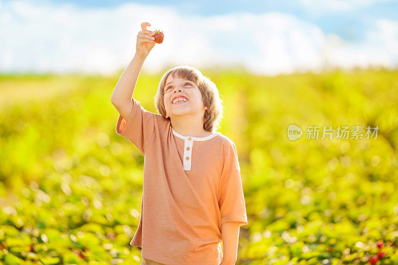 一个快乐的孩子在草莓地里摘草莓吃。