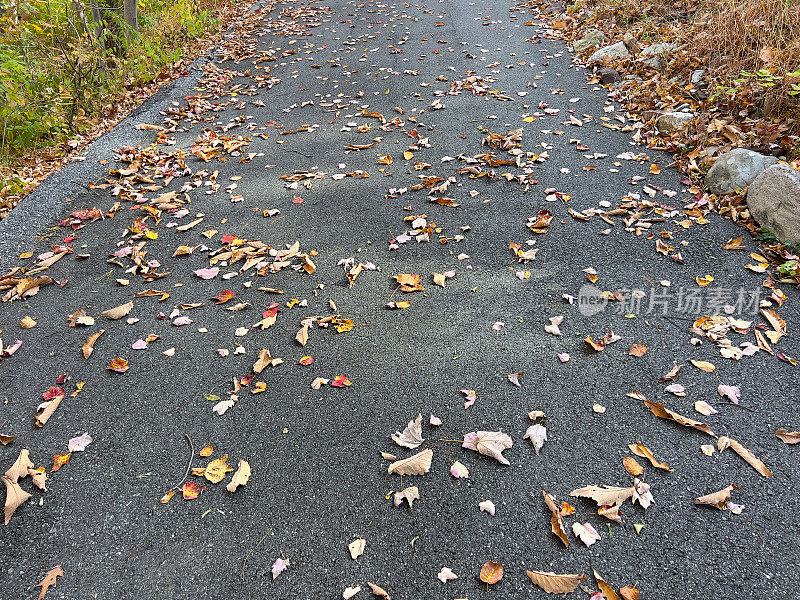 带树叶的柏油路