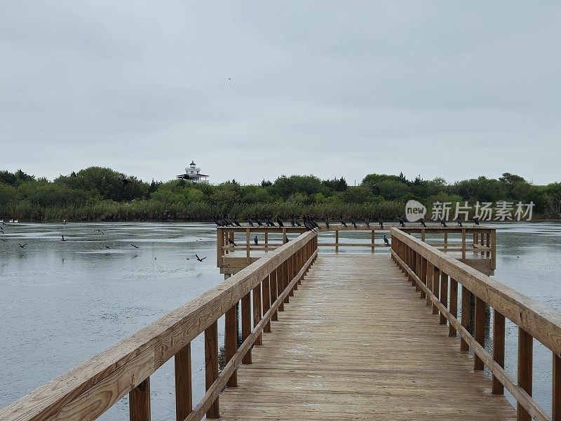 一大群黑鸟坐在海湾的木码头上