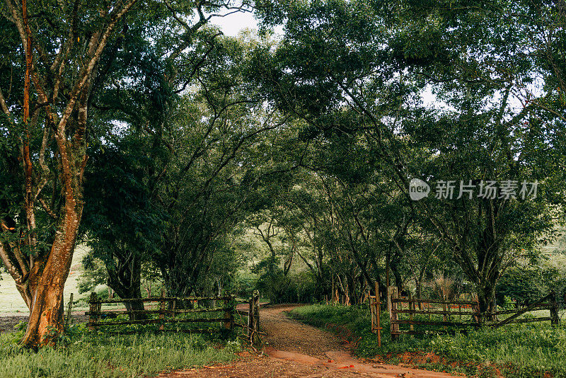 农场入口处的林荫道