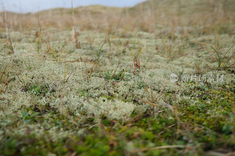 近景的海岸苔藓和地衣