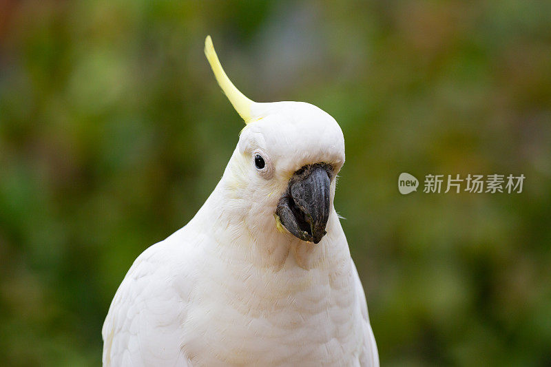 澳大利亚硫冠凤头鹦鹉在绿色森林背景下吃小米种子