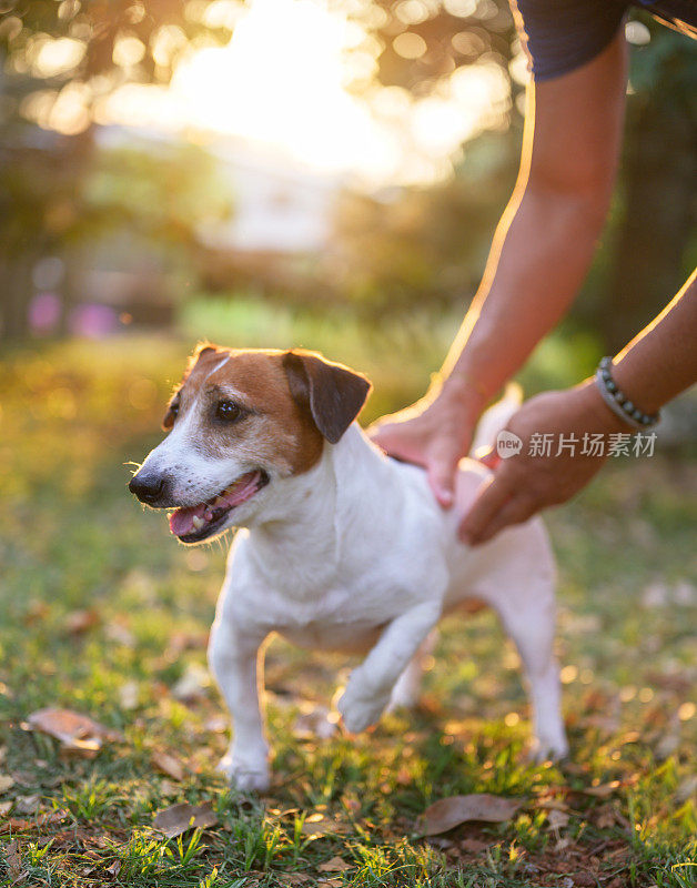 小杰克罗素恐怖宠物训练与他的主人的工作时间教等待食物的主人