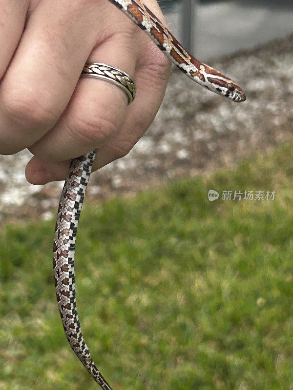 佛罗里达玉米蛇