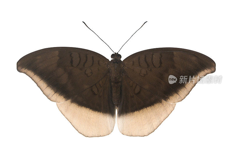 原产于印度和东南亚的蝶蛹半岛灰计数，在白色背景上分离，用于昆虫、昆虫和昆虫学概念