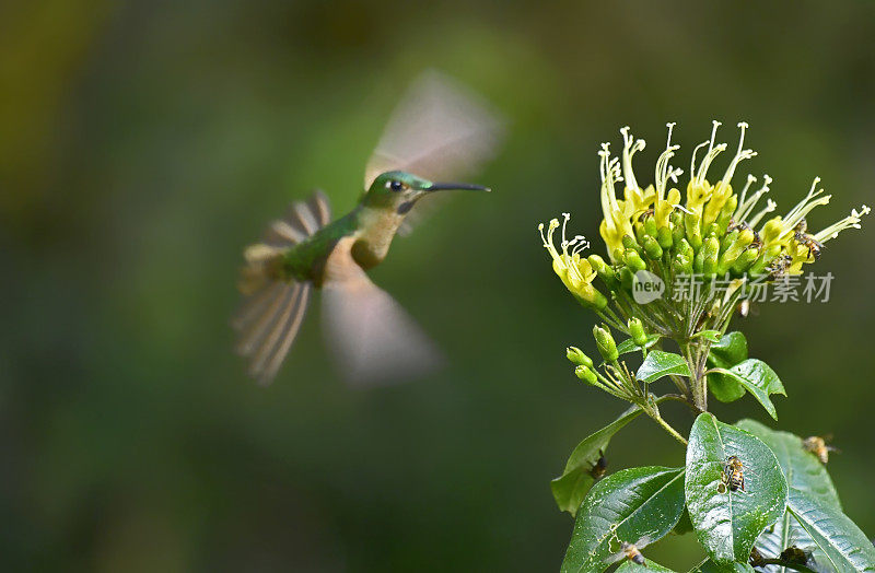 小鹿胸明亮的蜂鸟在黄白相间的花朵上飞行