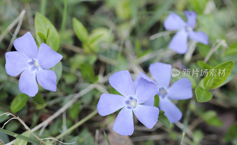 小长春花(小长春花)