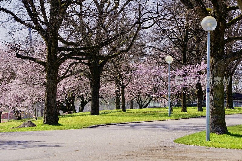 樱花盛开了。城市公园里的樱花。德国慕尼黑奥林匹亚公园樱花盛开。德国慕尼黑的春天。
