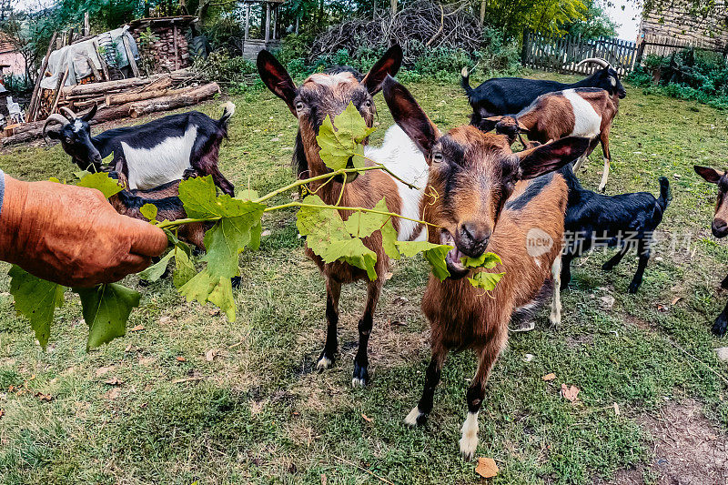 在塞尔维亚的一个村庄里喂山羊